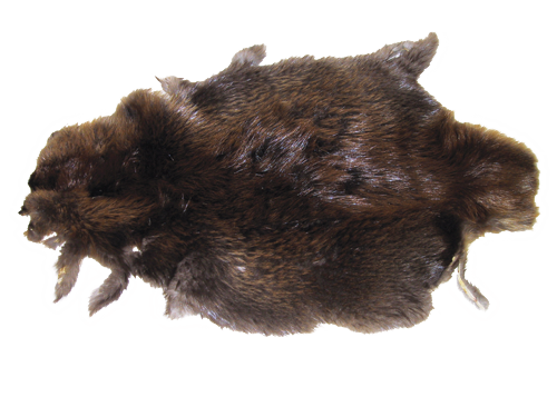 A furry brown beaver pelt associated with the 1663 lawsuit settled in favor of independently operating, New Amsterdam businesswoman Johanna (de Laet) Ebbing.
