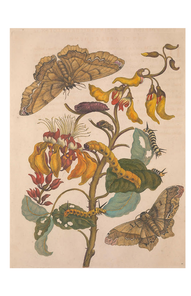 A watercolor print from an engraved plate illustrating yellow and black caterpillars resting upon eaten green leaves of a coral bean tree with bright red and yellow hanging flowers, and metamorphosed brown moths.
