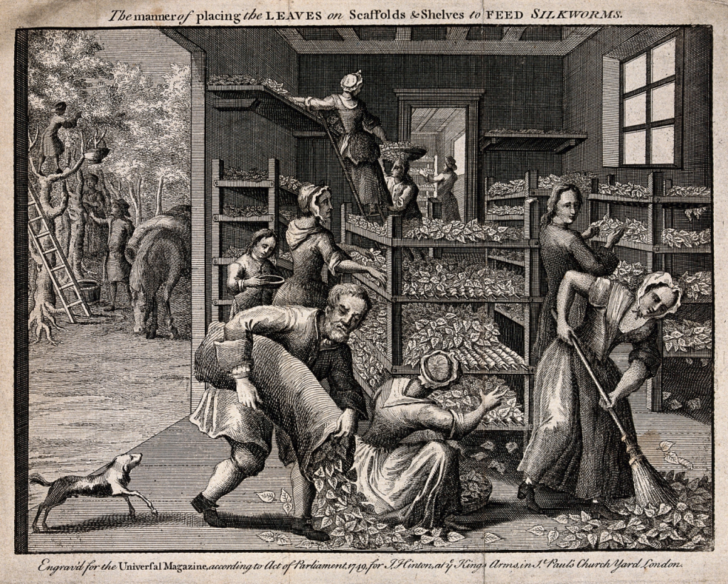 The 1749 engraving of an English silkworm farm showcasing the early textile manufacturing process where female and male workers placed leaves on wooden shelves to feed the silkworks.